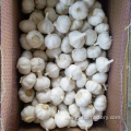 Fresh pure white garlic 4.5 cm